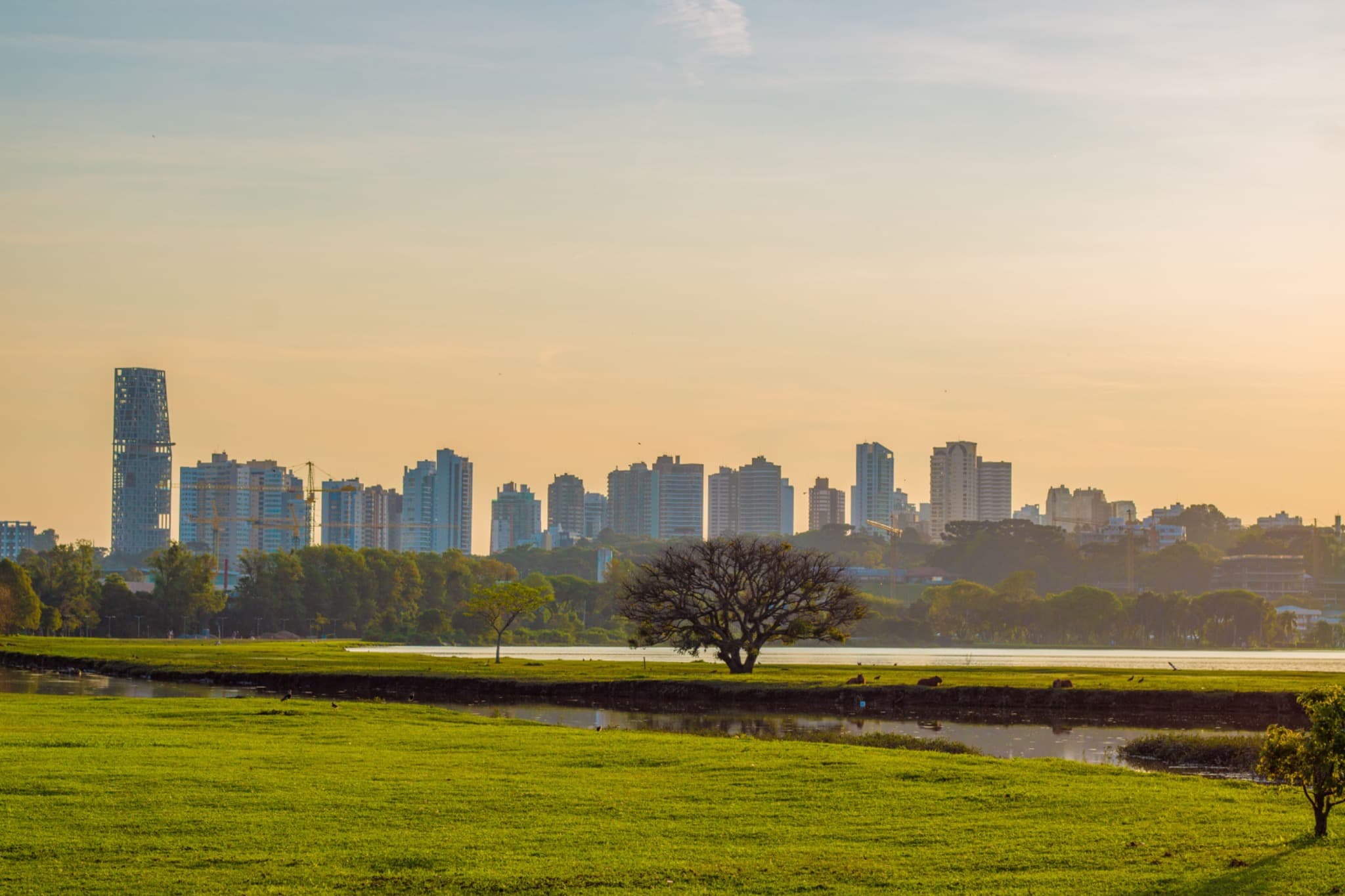 Skyline de Curitiba com árvore central, prédios e gramado